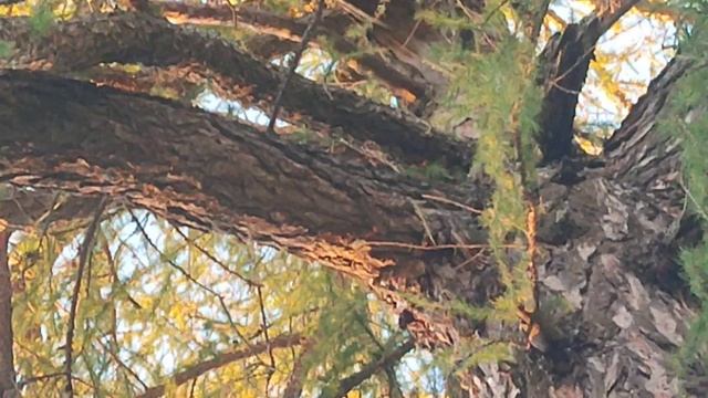 копаю металл в заброшенной деревне смотреть онлайн