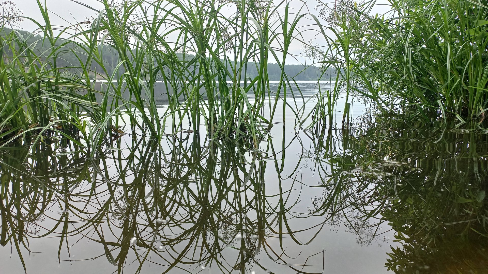 Ильинский пруд. Короткая рыбалка до начала рабочего дня.