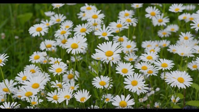 Музыка открывает мир заново на фоне этих красот - Action -- Chad Crouch -- Arps II