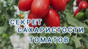 СЕКРЕТ САХАРИСТОСТИ ТОМАТОВ