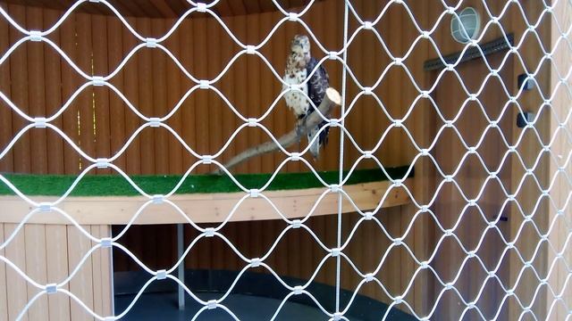 Центр спасения птиц московского зоопарка. Осоед.