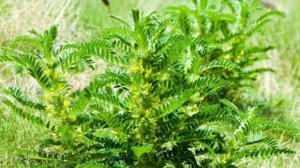 Астрагал - лечебные характеристики, о которых вы, вероятно, не имели представления.