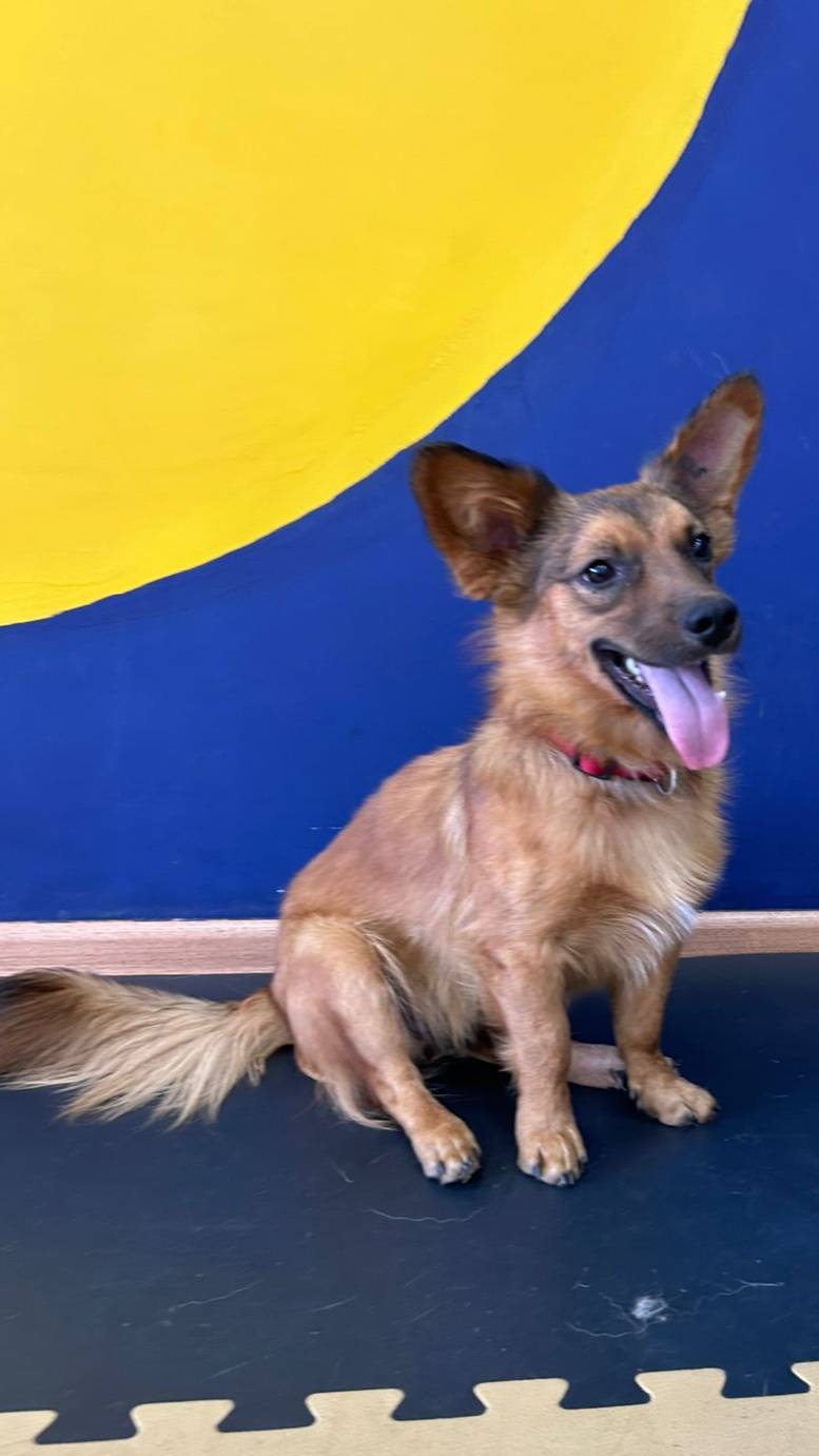 Сеть приютов Поводог