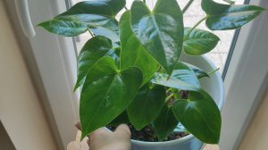 Почему у Антуриума много листьев но нет цветов, что делать?