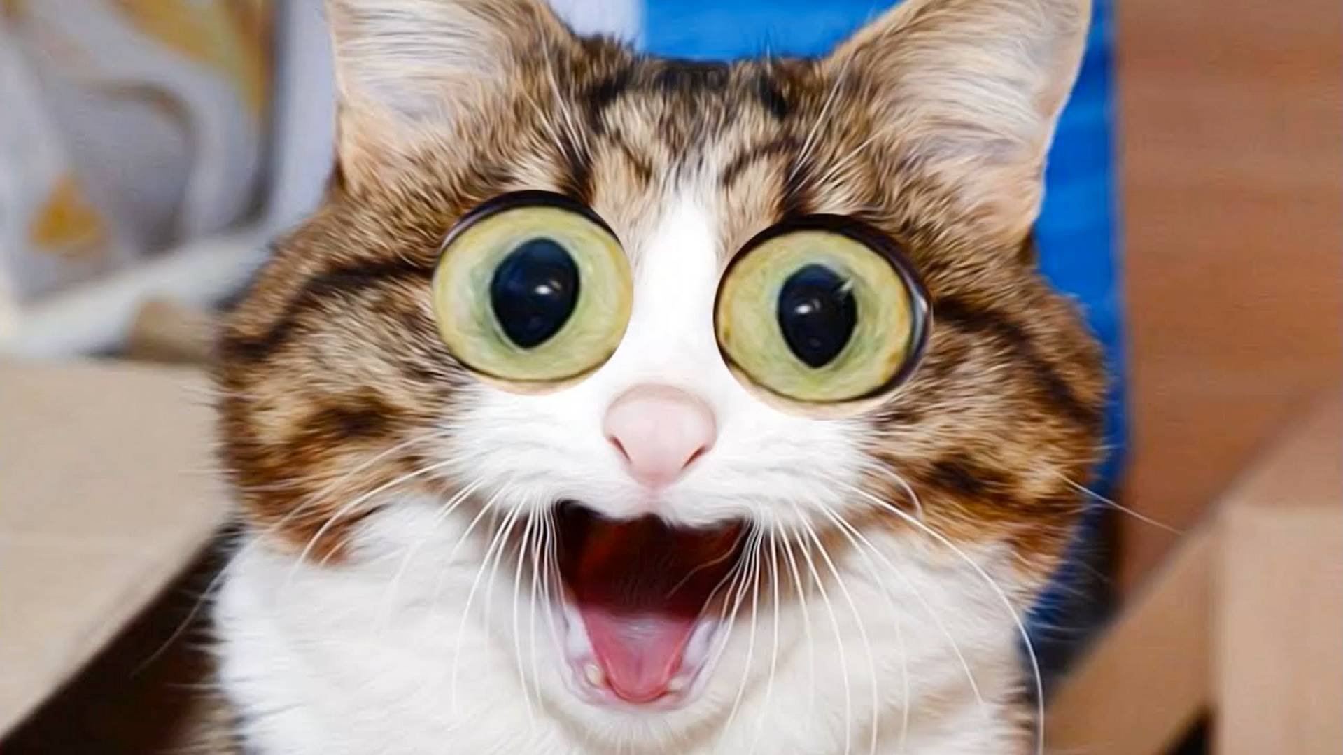 😹СМЕШНО ДО СЛЁЗ ▶ Самые смешные Кошки и Коты🔥