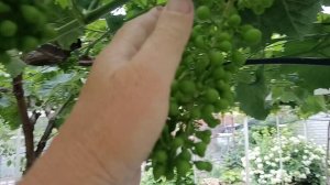 Виноград Шайн мускат (Япония)  на 20.06.25г.виноградник Король В. Н. г.Краснодар Slava.King2007@mail