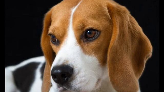 Человек собаке друг смотреть онлайн