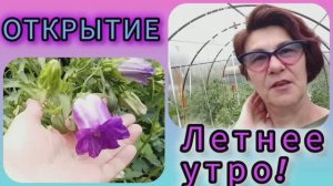 Колокольчик средний Компанула. Новое открытие! Летнее утро! 🌞