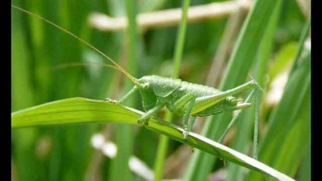 В траве сидел кузнечик смотреть онлайн