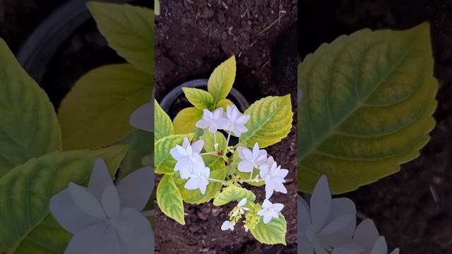 Новые цветочки в саду купленные в теплице (архив) смотреть онлайн