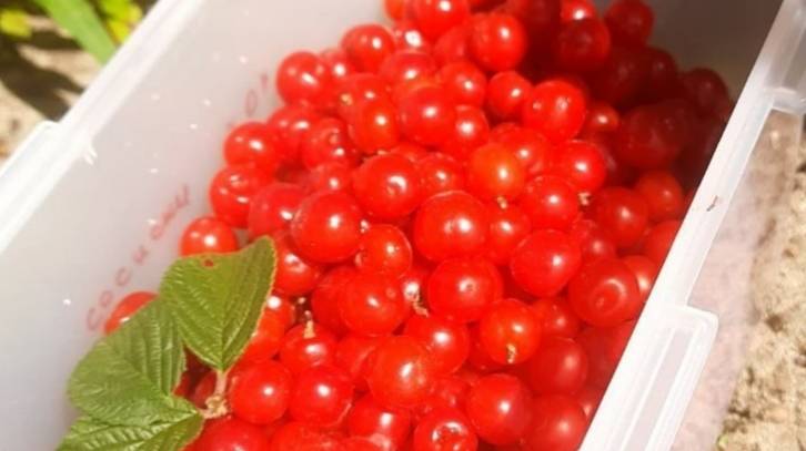 Обалденный десерт: вишня в шоколаде смотреть онлайн