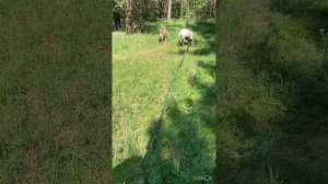 Выгодно ли выращивать козликов на мясо. Чем кормить козлят. Мясо козы.