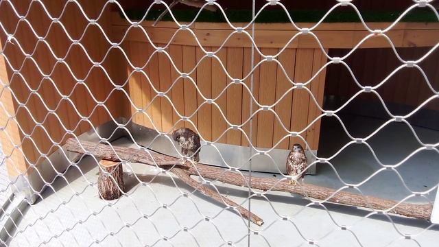 Центр спасения птиц московского зоопарка. Обыкновенный канюк.