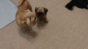 дожди всё заливают, пропадает клубничка 20.06.25