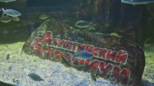 Аквариум_в_Алуште