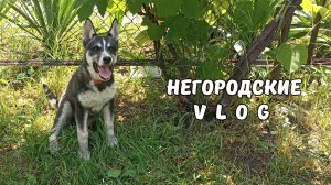 Новый пёс в нашем доме: Буян. 14.06.25