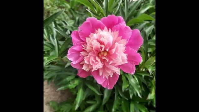 Розы, жасмин,ромашки, пион, ирис, вербейник., колокольчики и полевая герань.mp4 смотреть онлайн