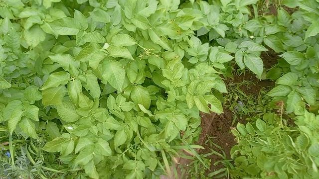 Ягоды на кусте картофеля.