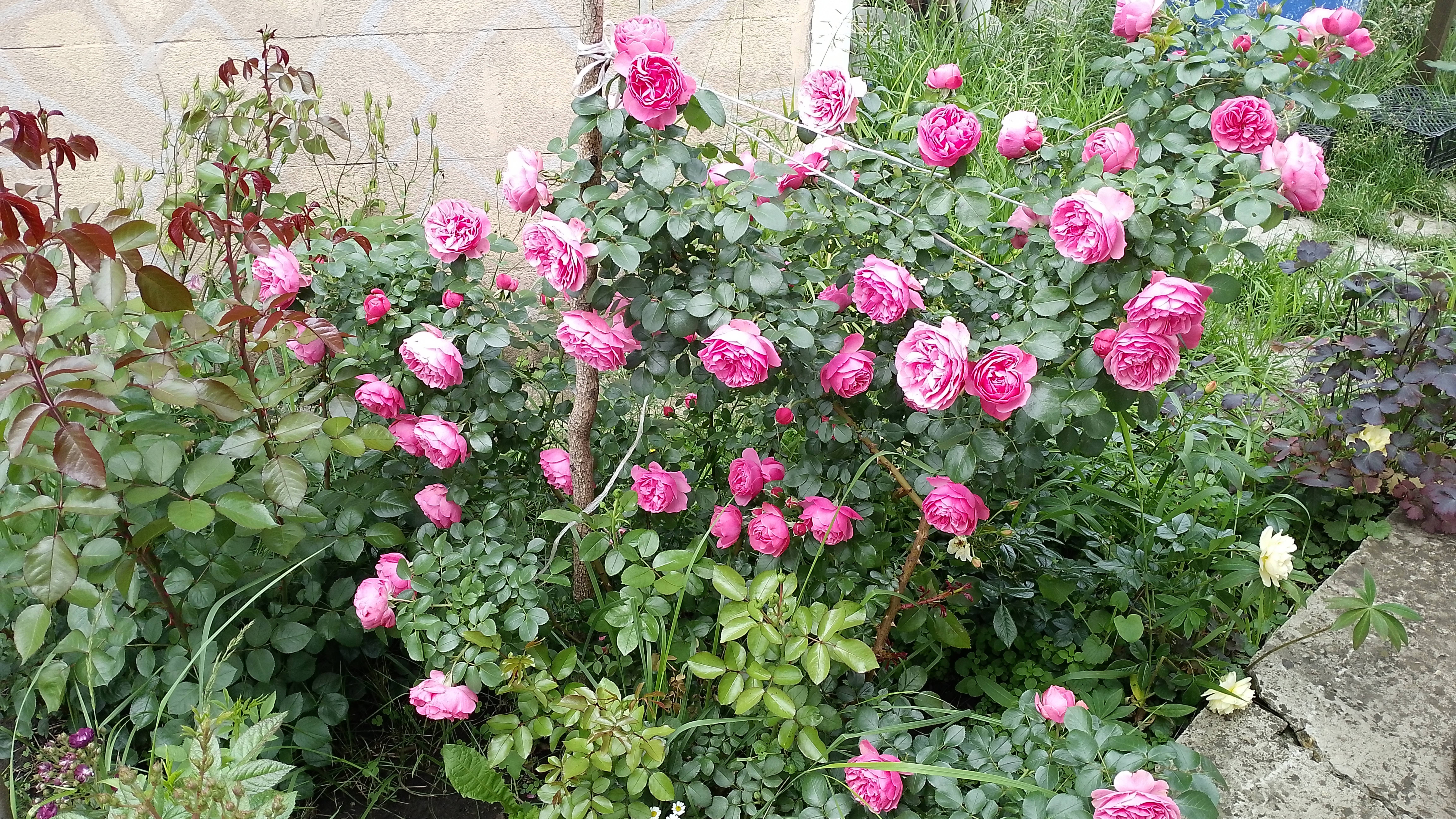 Пятничный влог. Дожди, дожди, цветы, цветы. Рассуждения на комментарий. Что же снимать? смотреть онлайн