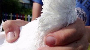 узбекские голуби