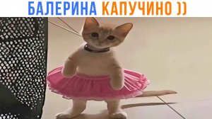 БАЛЕРИНА КАПУЧИНО ))) Приколы с котами | Мемозг 1622