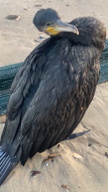 Первый раз я встретил черноморского Баклана