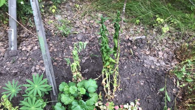 Кошка Буся боится корову. Высадила новые колеусы и внесла азотную подкормку смотреть онлайн