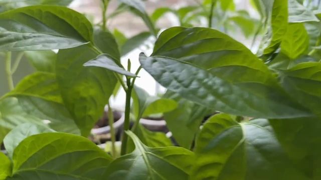 Мой дачный влог