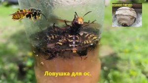 ПРОВЕРЯЕМ ЭФФЕКТИВНОСТЬ ЛОВУШКИ ДЛЯ ОС.  Борьба с осами на пасеке и дачном участке. #осы