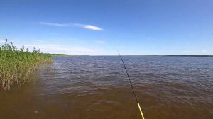 Рыбалка на Енисее. Неожиданная атака рыбы...