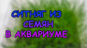 Ситняг из семян в аквариуме через 2 недели