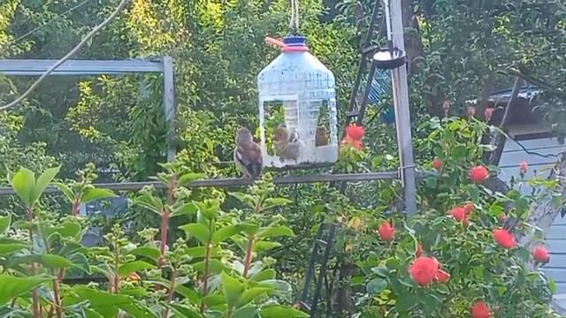 Дубонос с птенцом смотреть онлайн