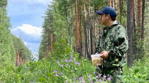 Грибы в Июне! Первые летние грибы 2025