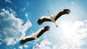 Песня "Журавлиная песня" Кавер