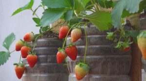 Выращивание клубники на вертикальных грядках