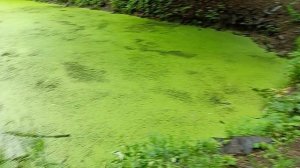 Июнь.Москва.Природно-исторический лесопарк "Бицевский лес ".Прогулка к ясеневскому роднику с прудом