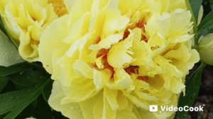 30. Роскошно цветет пион БАРТЗЕЛЛА