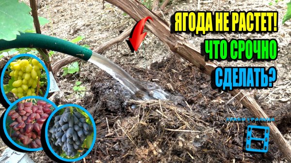 ЛУЧШАЯ ПОДКОРМКА ВИНОГРАДА ПОСЛЕ ЦВЕТЕНИЯ, ИНАЧЕ ЯГОДА ОСТАНОВИТ РОСТ. СЕВЕРНЫЙ ВИНОГРАДНИК 25-23