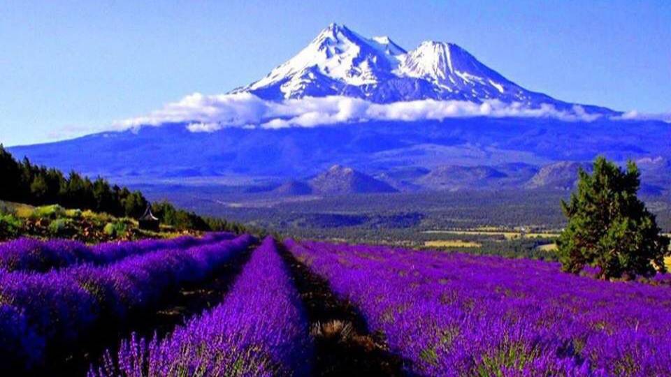 &&& ВИЗАВИ &&&