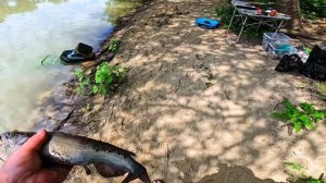 Рыбалка на реке Кубань , нерест сазана , две ночи