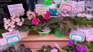 Цветочный РАЙ | ВЫСТАВКА ЦВЕТОВ | Новороссийск ТЦ Бон Пассаж | 1 часть