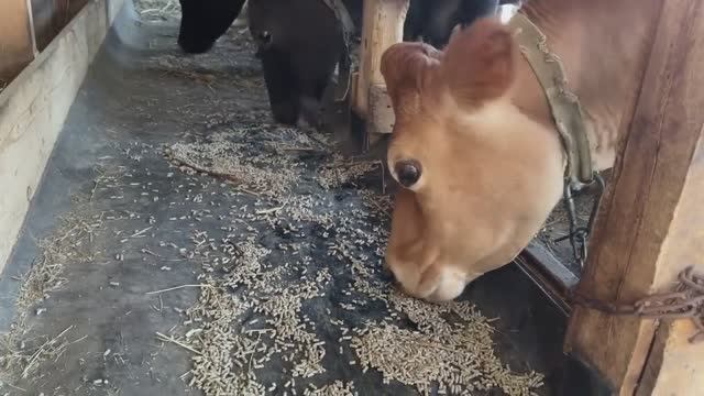 Вот это да! Такого мы не ожидали! Все готово! Собрали первый урожай. Жизнь простых людей в деревне. смотреть онлайн