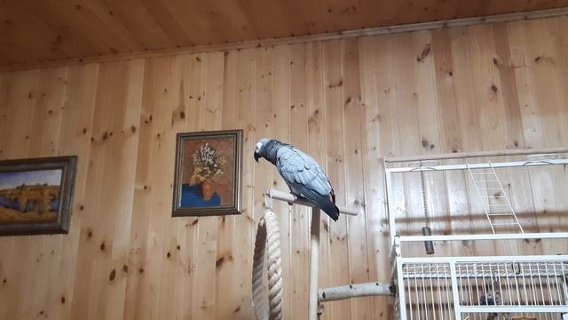 Попугай Жако Ники  вечерний разговор
