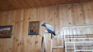 Попугай Жако Ники  вечерний разговор