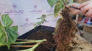 Пересадка Эпипремнум Пиннатум Цинто Голдфингер или Голден Флейм. Видео от 10.06.2025г.