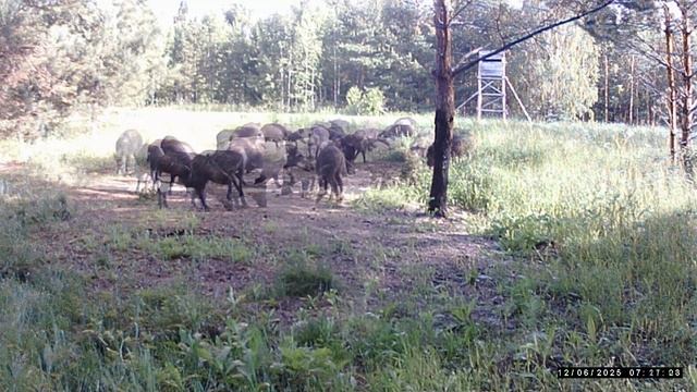 Фололовушка. Кабаны кабаны. смотреть онлайн