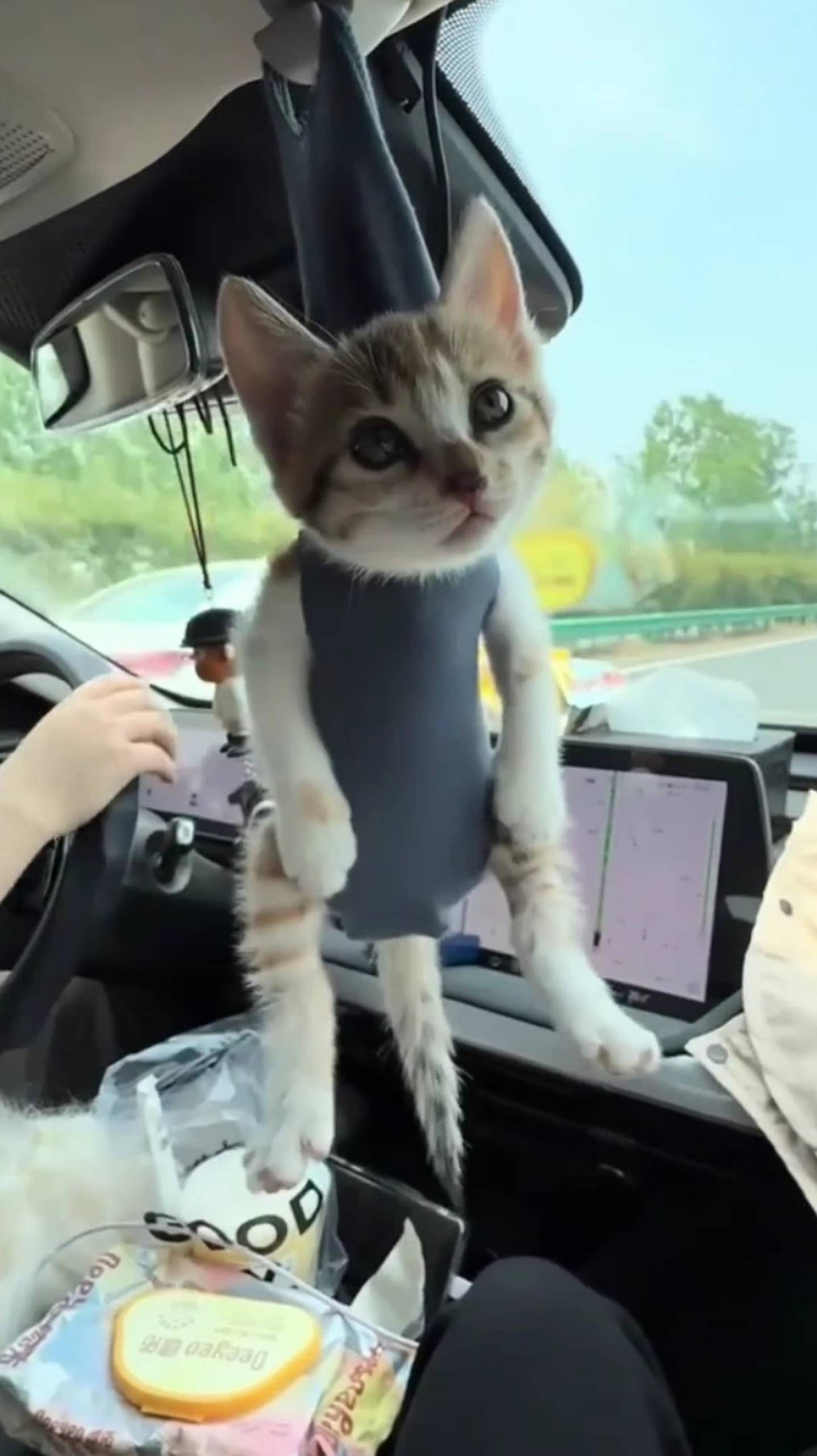 Котëнок 🥰 Маленькая вонючка 🤣 смотреть онлайн