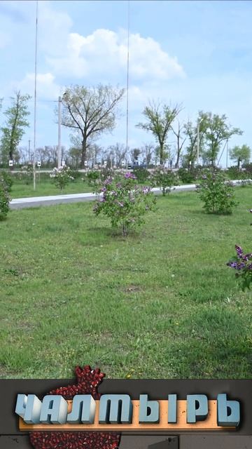 Сиреневая аллея смотреть онлайн