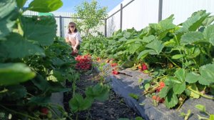 ЖИЗНЬ В ДЕРЕВНЕ/НАШ ЗАРАБОТОК НЕ ДАЁТ ПОКОЯ МНОГИМ/ДЕТИ ПРИШЛИ НА ПОМОЩЬ