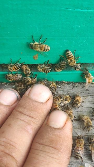 добрые пчёлы, злые пчëлы.